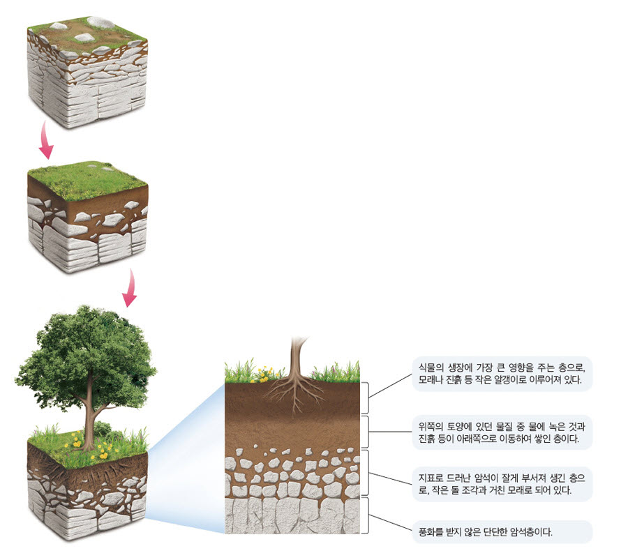 과학1_교과서이미지_1_지권의_변화_p040_토양의_생성_과정과_단면.jpg