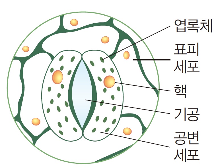 과학2_교과서밖이미지_4_식물과_에너지_p138_공변세포의_구조.jpg