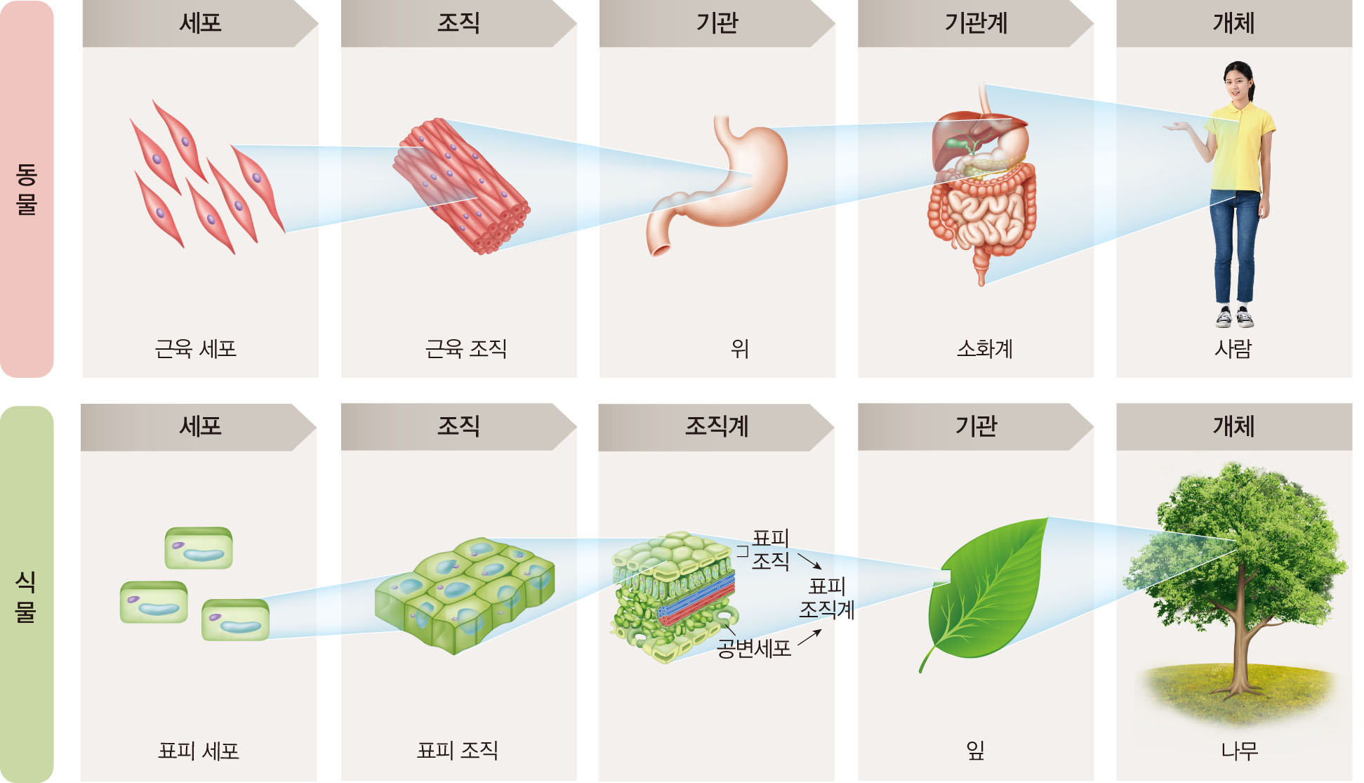 과학2_교과서이미지_5_동물과_에너지_p159_생물의_구성_단계.jpg