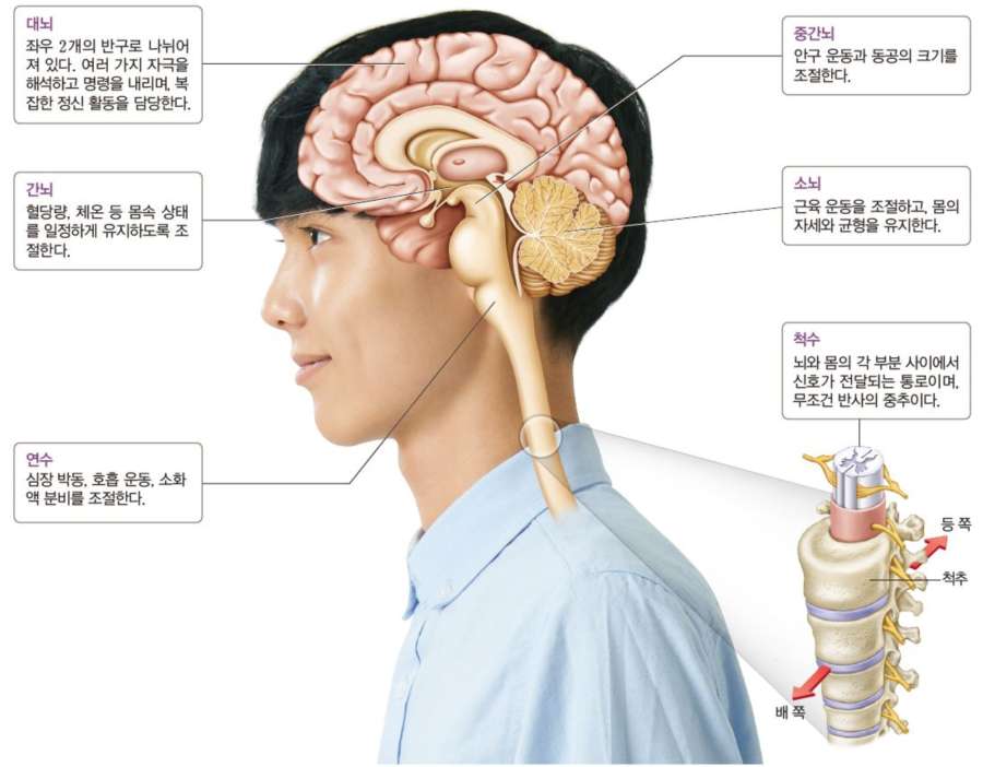 과학3_교과서이미지_4_자극과_반응_p151_01.jpg