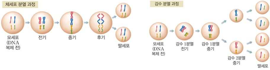 과학3_교과서밖이미지_5_생식과_유전_p186_체세포_분열과_감수_분열.jpg