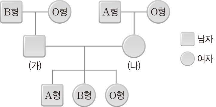 과학3_출제용이미지_5_생식과_유전_23_ABO식_혈액형_유전_가계도.jpg