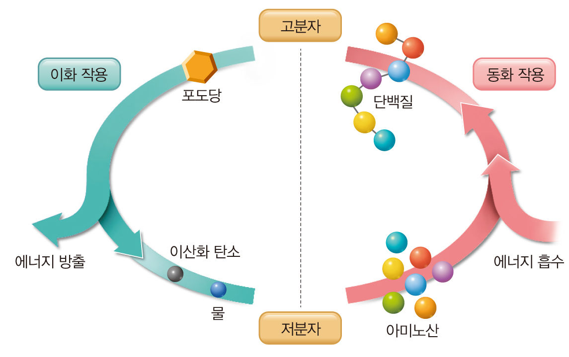 통합과학_교과서이미지_5_생명_시스템_p152_물질대사.jpg